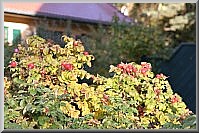 Frucht der Strandrose