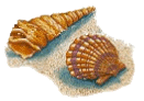 shell..