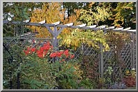 Pergola_102